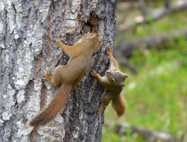 Squirrels Playing